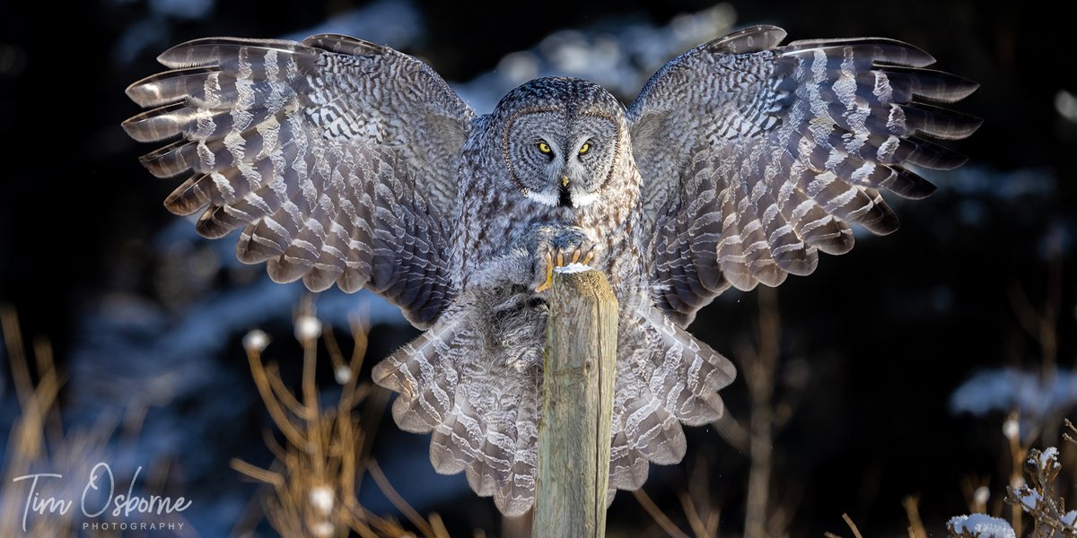 #MyBirdPic is this Great Grey Owl landing on a post after hunting in the fields behind it. Well worth the endless hours of searching and freezing in the cold!