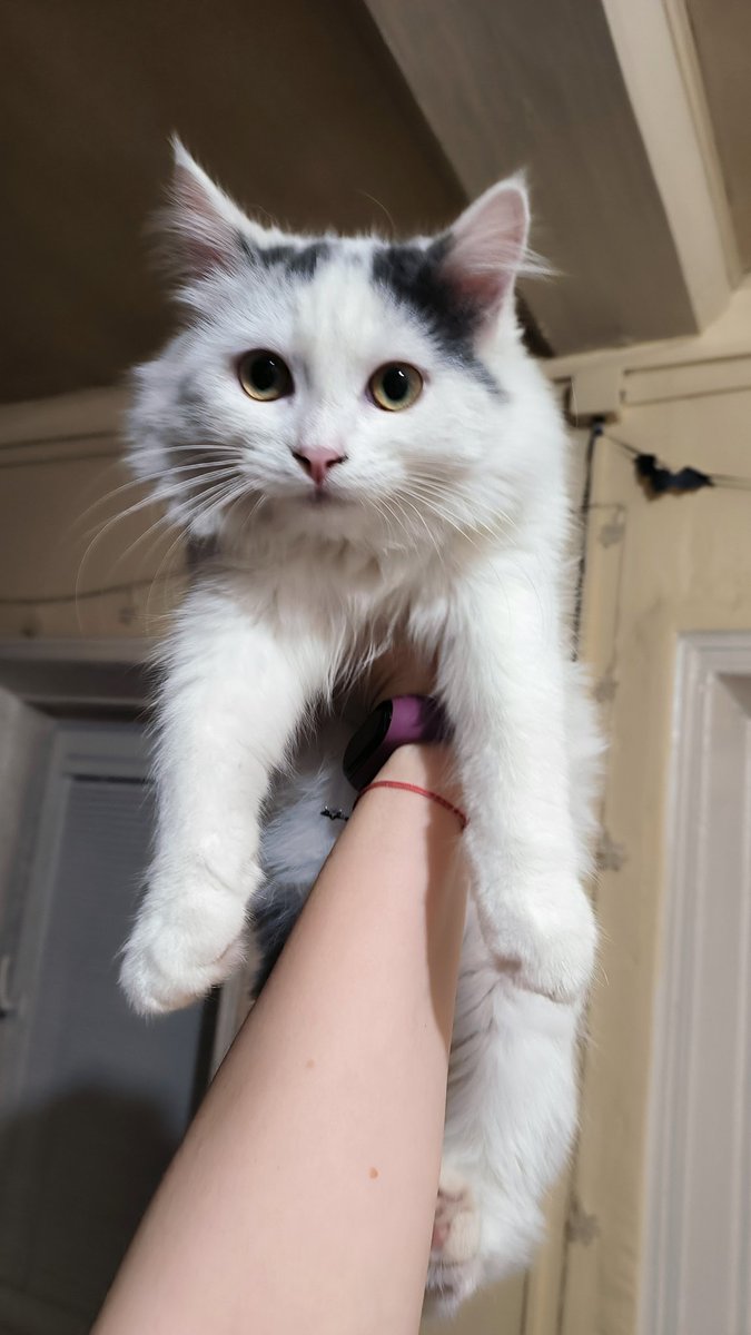 MonoAbel's tweet photo. Сегодня 2 месяца, как я подобрала его 
Возмужал чутка, опушился https://t.co/VYG8vTiDmZ