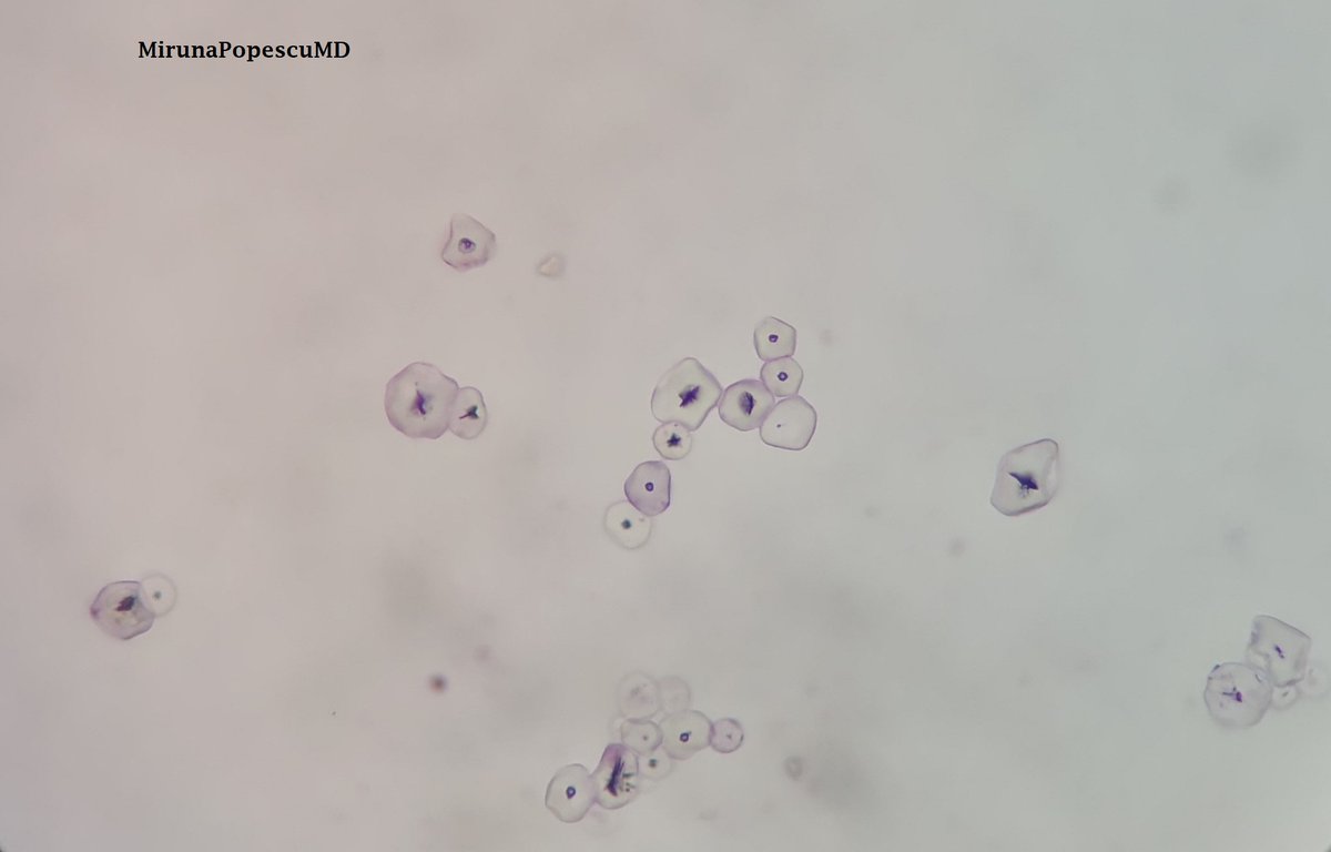 Miruna Popescu, MD tweet media