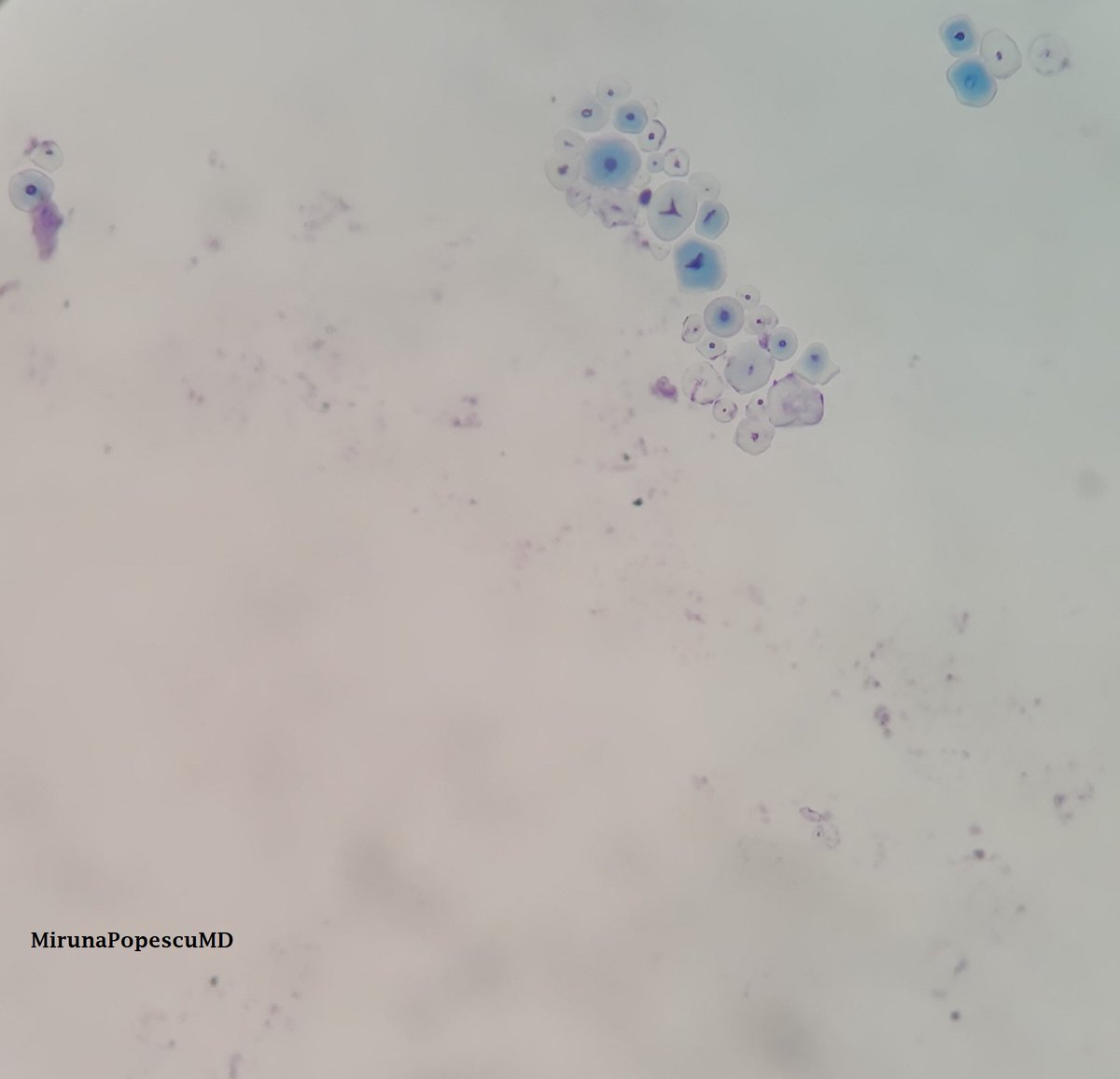 Miruna Popescu, MD tweet media