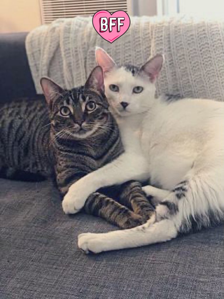 TheCatsMeowInc's tweet photo. Atlas &amp; Basil were given up by their former adopter after she underwent a move &amp; career change

They’ve been together their whole lives, are BFFs, and have been waiting 2 years for a true #foreverhome in #LosAngeles 

#forgottensoulshour #XCats #CatsOfX #cats https://t.co/IXGIxZKFRY