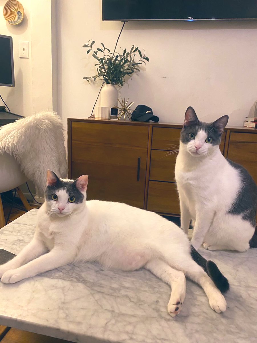 TheCatsMeowInc's tweet photo. After their siblings were adopted last year, 1.5yo Walker &amp; Ranger are STILL waiting to be adopted

These boys are sweet, silly &amp; the best cuddlers. ADOPT WALKER AND RANGER! Submit an adoption application on our website! (See bio)

#forgottensoulshour #XCats https://t.co/2UacFl8iBN