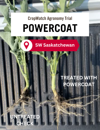 RPCropWatch's tweet photo. Nothing more satisfying than products performing 'as advertised'. Our @Mosaiccompany #PowerCoat trials = major improvements in root mass development, plant branching, and canola yields. All reasons to consider adding PowerCoat @crop_nutrition to your November fertilizer booking. https://t.co/qMCFjK8Qct