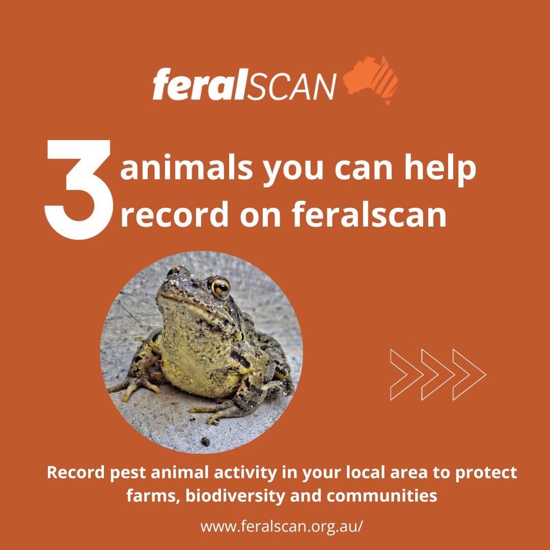 CentreInvasives's tweet photo. With 350,000 records strong, we've been empowering communities to record and manage pest animals. πΎ Help protect farms, biodiversity, and our communities by logging pest activity in your area. Visit the FeralScan website to get started! https://t.co/0WVBMdm77O
#ciss #feralscan https://t.co/p3ZBehPsUc