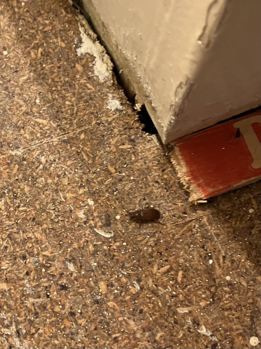 Savanna___94's tweet photo. Arghgh, I wouldn't normally post on here but I don't know of all that many suitable places to post to a wide audience. Could anyone please help me with this invert ID? My friend spotted it today after removing some 1980s carpet in her new flat in the centre of Edinburgh. https://t.co/VGViRy6sYu