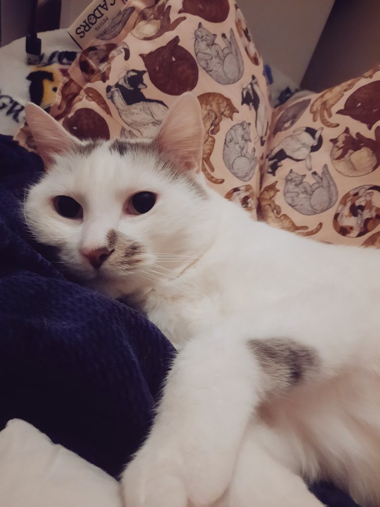 Nimbusdamour's tweet image. Les popains popines, ma maine elle cherche quelqu'un de très bien pour donner les croquettes à Noël pendant quelques jours ! En échange je donne beaucoup l'amour !
On est à Paris.

Vous pouvez RT ? Merci ❤️