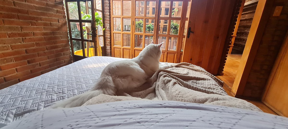 isgrinchy's tweet photo. Un cat-lentador de pies https://t.co/smwj2NdPiv