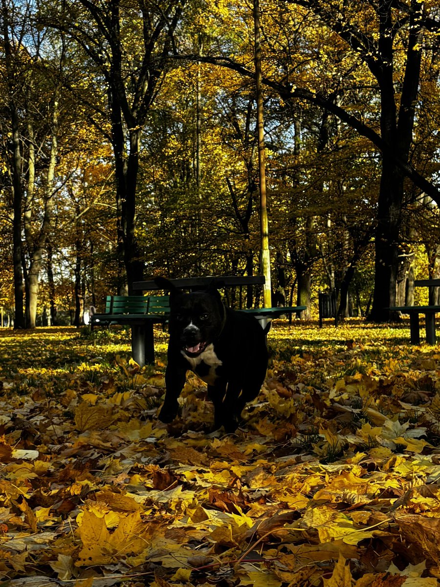 hellandkarma's tweet image. Travis to jesieniara and he knows it