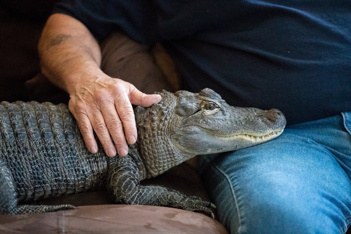 In desperate need of a comfort alligator in these trying times