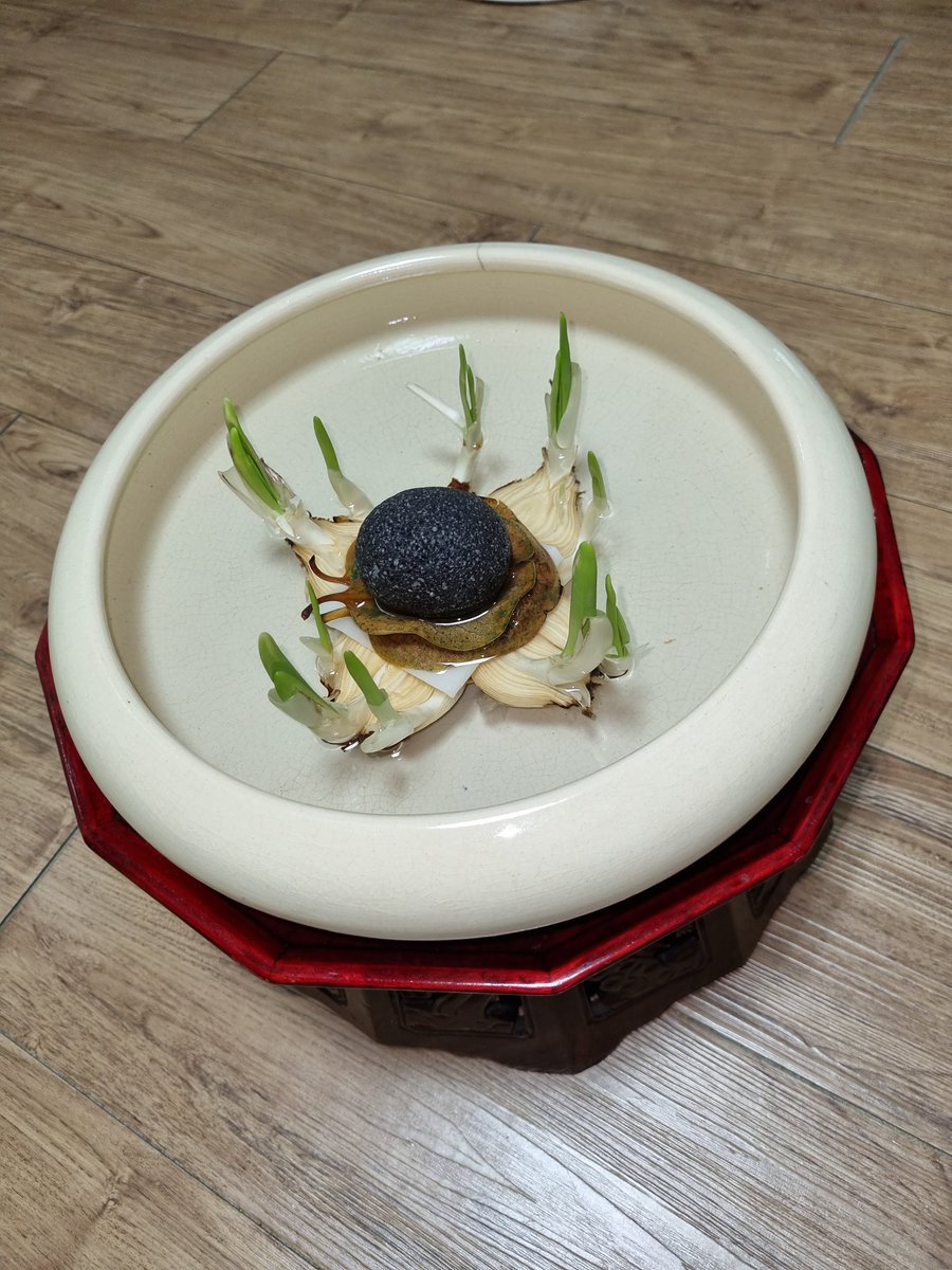 靑年 秋史께서 
丁茶山 선생께 獻呈했던 금잔옥대金盞玉臺의 수선화 품종입니다.
그 수선화(支那水仙) 구근 4개를 수반에 올렸 습니다.
감사합니다.