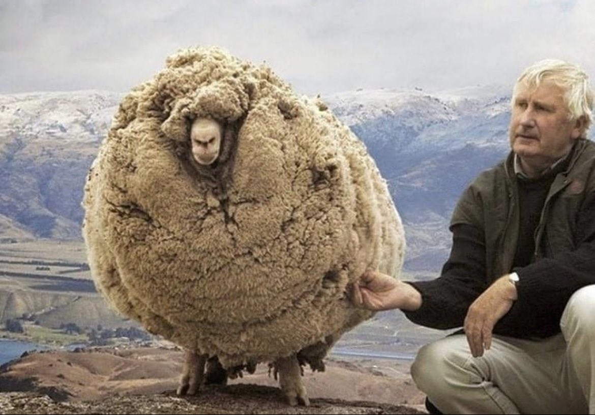 historyinmemes's tweet image. This is Shrek. He was just your everyday, average, run-of-the-mill Merino sheep living in South Island, New Zealand when he decided to escape from his enclosure and make a break for it to some nearby caves.

He managed to live on his own for 6 years before he was eventually…