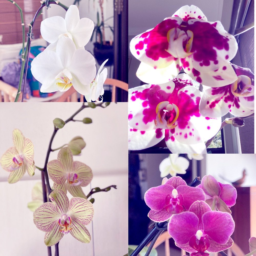 #FlowersOnThursday #orchids in bloom