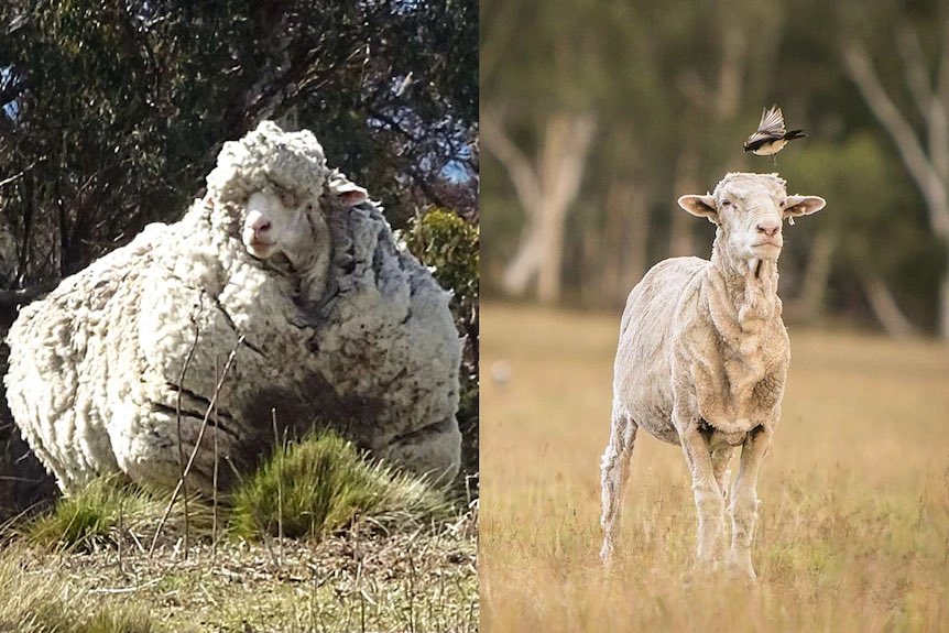 TBBOB2's tweet image. Chris did even better: When Chris was found, he was carrying around 41 kilograms (approximately 90 pounds) of wool. After being sheared, his fleece was confirmed by the Guinness World Records as the heaviest from a sheep.

It was estimated that Chris had been wandering alone in…