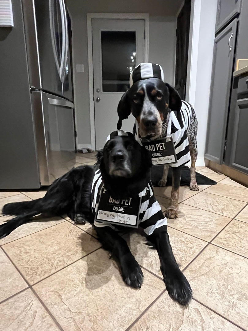 CBOnTrackRealty's tweet photo. 🤩Your Realtor Behind the Scenes🤩
This week our realtors want to show off their pets!
Tammi Henke says Dolly, her Bluetick Coonhound, and Muddy, her Golden Retriever Lab X, are double trouble!
#coldwellbankerontrack #realtorlife #reddeerab #centralalberta #doglover https://t.co/ePh3mNIHRu