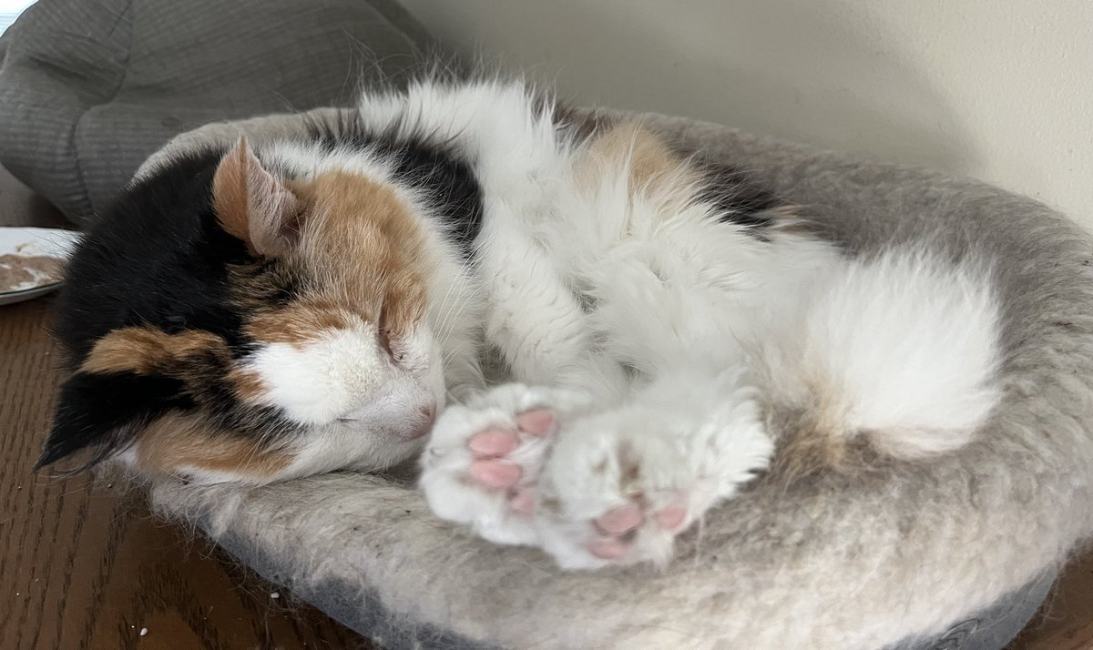 Kelly Sattler tweet media