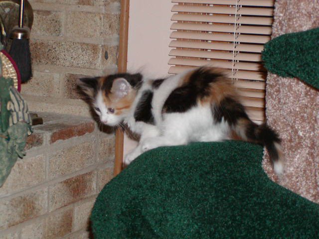 Kelly Sattler tweet media