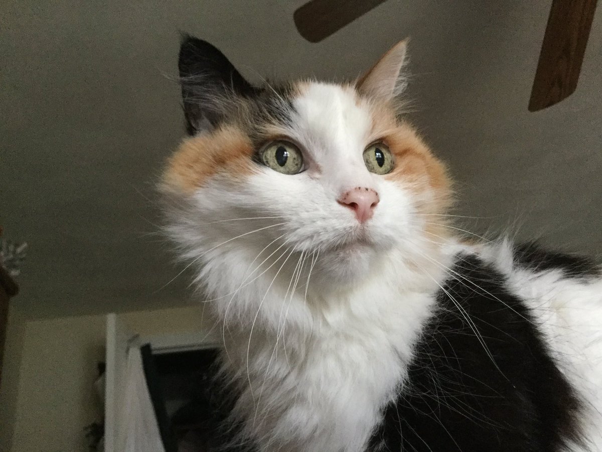 Kelly Sattler tweet media