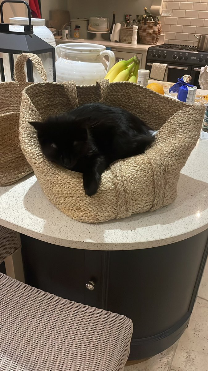 See you all in the morning - and just for a bit of cheer this evening here’s one of the kittens in a basket 🧺 🐈‍⬛ - you’re welcome