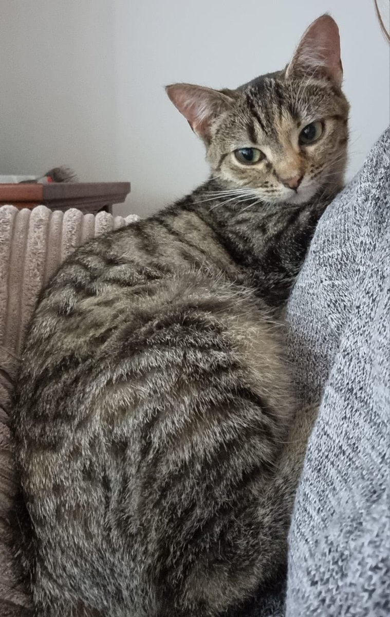 GalwaySPCA's tweet photo. Fiori is no shrinking violet. With her little body comes a big attitude. She is super friendly and very attention seeking. While she is bossy Fiori needs a home with another easy going feline for company as long as they let her think she is in charge.

https://t.co/peA5D9Oovv https://t.co/BYeI10psn3