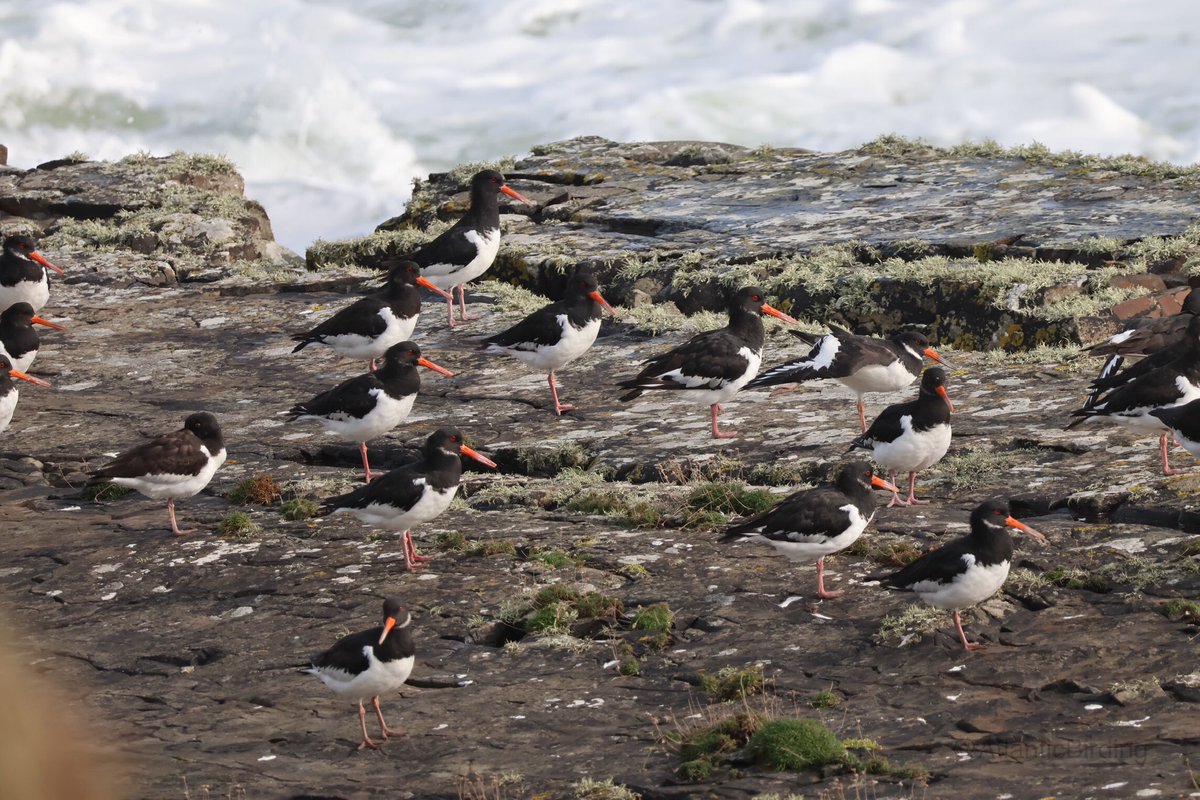 A flock of Oystercatchers, near Kilbaha, Co. Clare
#BirdsOfTwitter