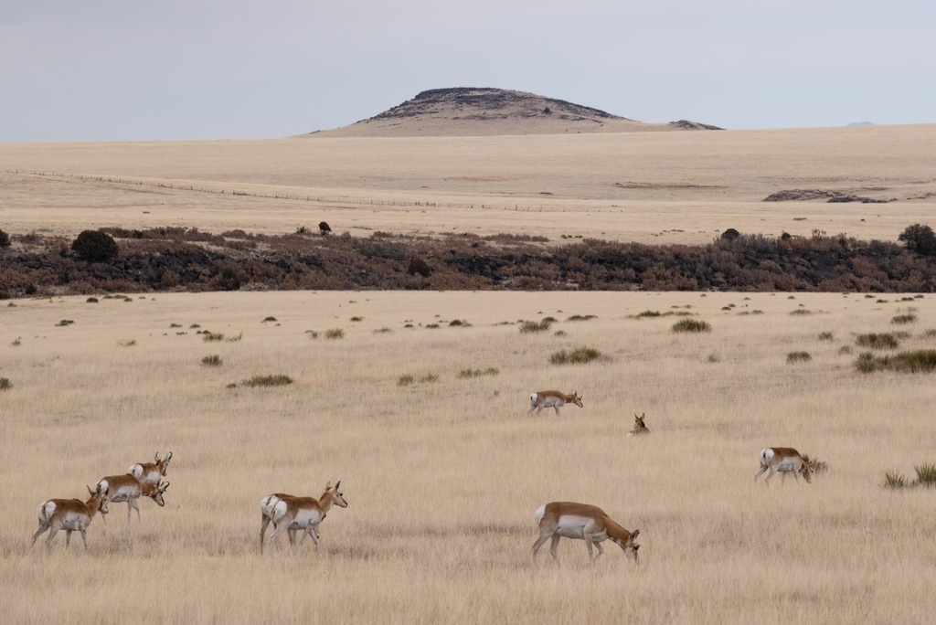 NMMagazine's tweet photo. Once counted in the millions across the North American plains, pronghorn dwindled to threateningly low numbers a century ago. Now, an effort by the Department of Game and Fish is helping to restore this icon of New Mexico’s grasslands. https://t.co/AxbZKhMgIm https://t.co/HHDZpsLPFV