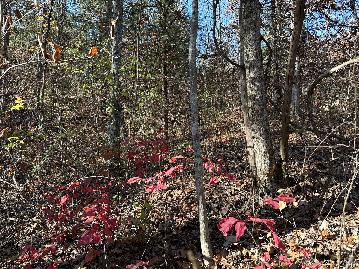 Jeff Barizon tweet media