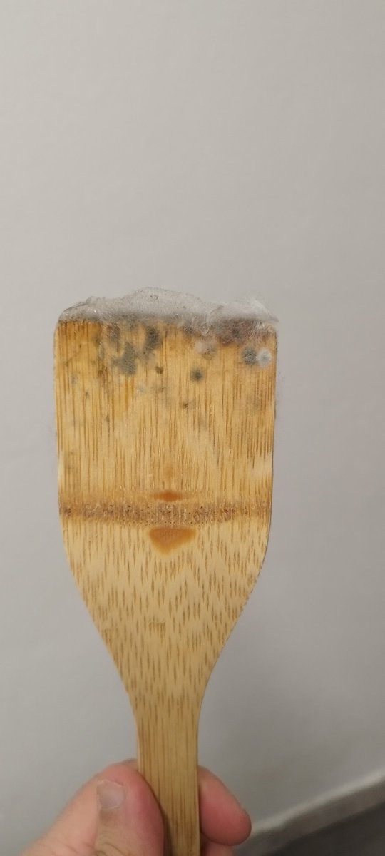 andresrguez's tweet image. Why shouldn&apos;t you use wooden utensils in the kitchen? #foodsecurity #microbialcommunity