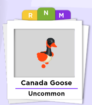 TheUpliftA's tweet photo. Neon Canada Goose Giveaway! 🪿

How to enter? 👇

Follow @TheUpliftA! 🔥
Like &amp; Retweet! ❤️♻️
Tag 3 friends! 💬

Good luuuck! 🍀

#Adoptmetrades #Adoptmetrade #adoptmegiveaway #adoptmegiveaways #adoptmegws #adoptme #adoptmeoffers #adoptmeroblox #Roblox https://t.co/EdP6EmBcAz