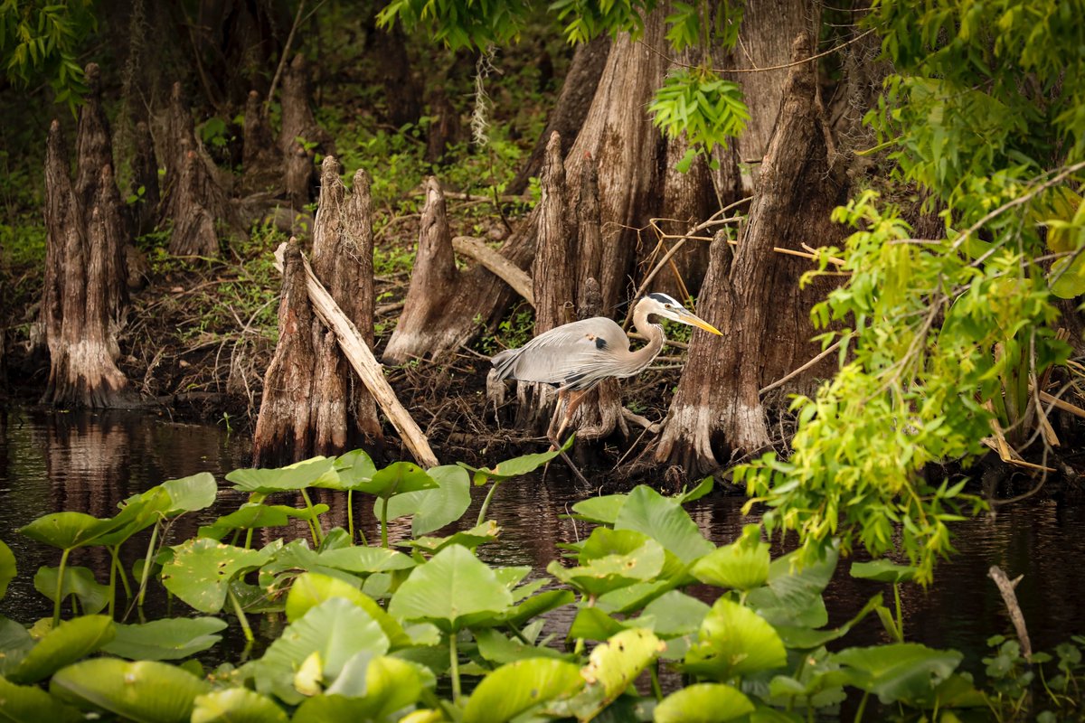 Together, we make an impact. Read about TNC in Florida’s conservation accomplishments and join us on our path forward for nature, for people, for Florida — and beyond. Read more in the Impact Report: nature.org/en-us/about-us…

photo: © Mick Haupt
