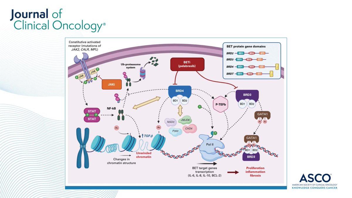 JCO_ASCO's tweet photo. 🧐 #JCO #UnderstandingThePathway:

#Myelofibrosis: In Search of BETter Target Therapies ➡️ https://t.co/2LZ7u04ZaH #mpnsm @Aduminuco https://t.co/2SpnAZ6qGK