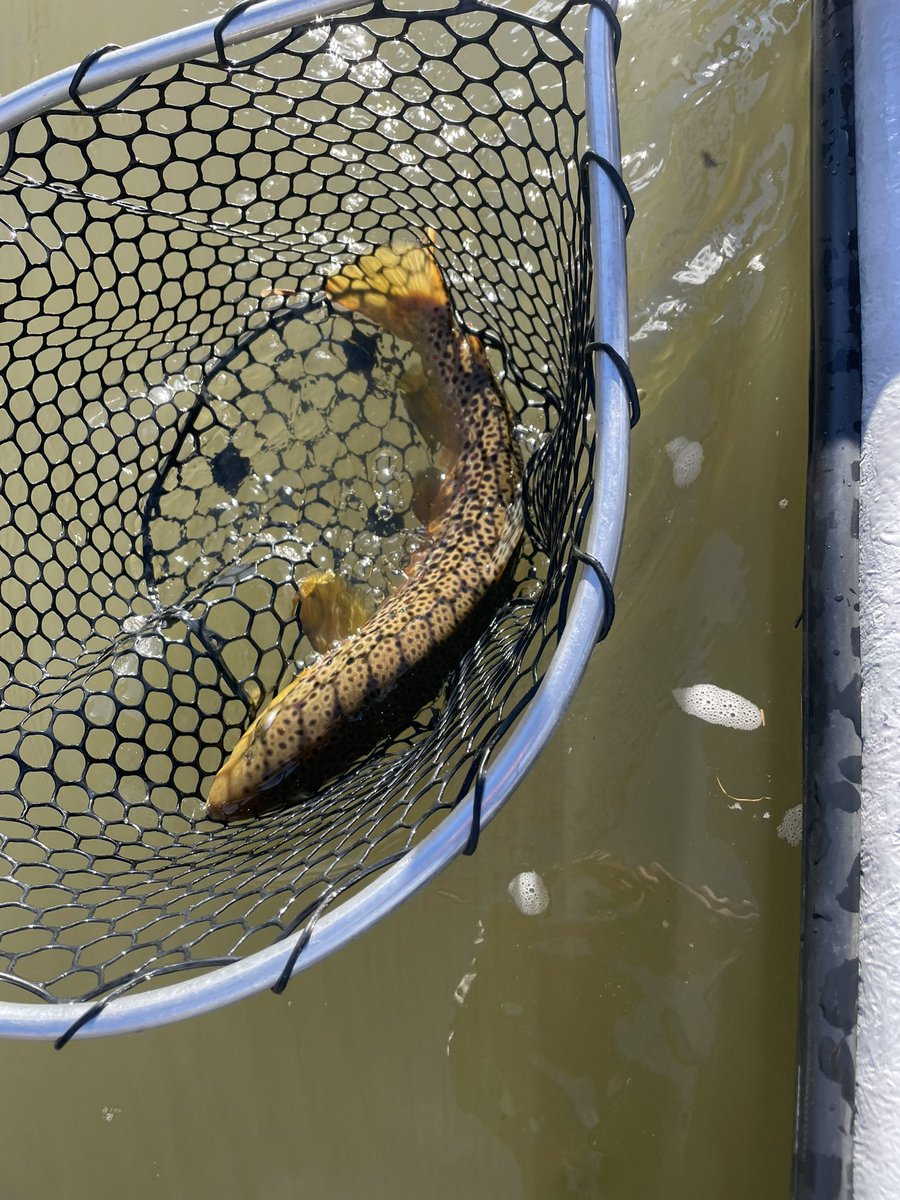 deadrifts's tweet photo. #fall #flyfishing https://t.co/6Nw0w358UG