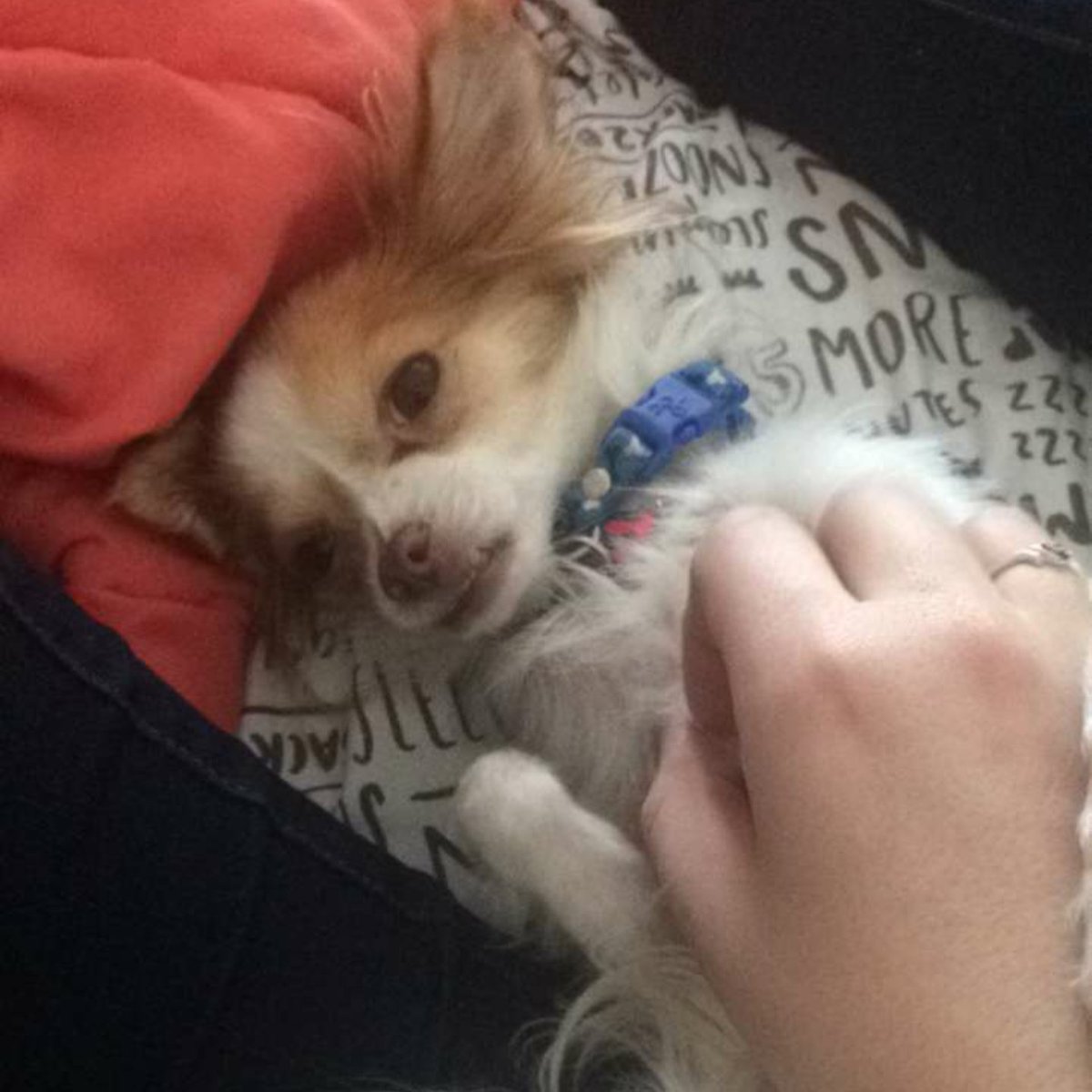 Wes (archived account) tweet media