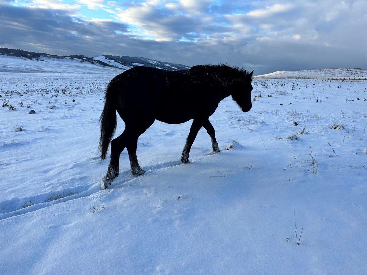 RCMPAlberta's tweet photo. #CanYouHelp? #RockyView RCMP are looking for the owner of a black mare horse found in Rocky View County, west of Cochrane. If you have any information please contact your local livestock inspection office: https://t.co/12UyIrdtic https://t.co/fLkdyAils1