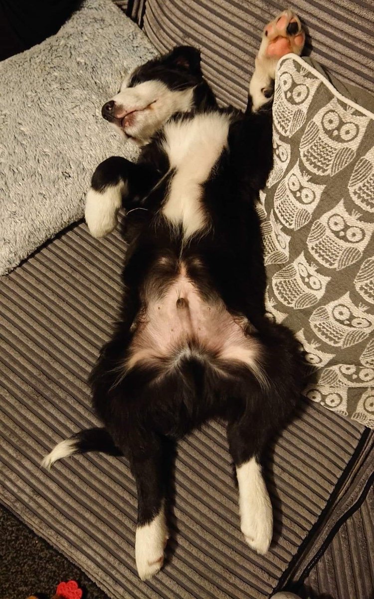 CollieJake's tweet image. I've been with my people for 4 years now ☺️
 I'm still an upside down sleeper and let everything  hang out 😂