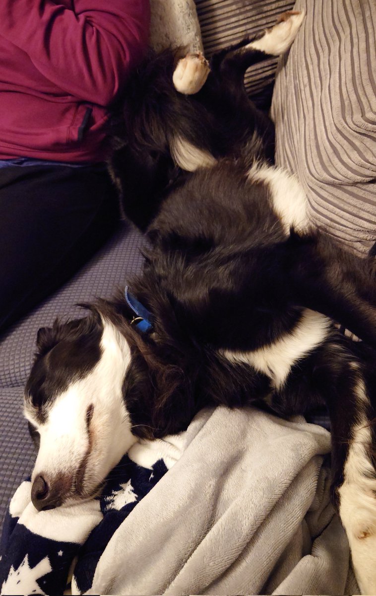 CollieJake's tweet image. I've been with my people for 4 years now ☺️
 I'm still an upside down sleeper and let everything  hang out 😂