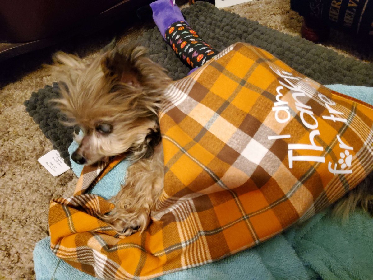 Ignis_Fatuus21's tweet photo. More festive bandanas! And this time one for the scrungly old man. He can't wear it but it's a good blanket for his tiny ol self.
Indee at just 1 and Milky Way at an impressive 15 years of yorkie spite.
#dog #dogsoftwitter #doggo #festive #dogsinbandanas #puppy #pups #pets https://t.co/374PybD7xC