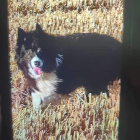 colliesontherun's tweet photo. ❌ ELDERLY DEAF PARTIALLY SIGHTED MISSING #TULLYBELTON #BANKFOOT #PERTHSHIRE #SCOTLAND❌ 30/10/23 8.30pm
let out for the toilet at home then disappeared. She is 15/deaf/loosing her sight. 
The team are out with #thermalscopes &amp; drone pilot been notified. 
07432 368 792 https://t.co/SoYv5zOr31