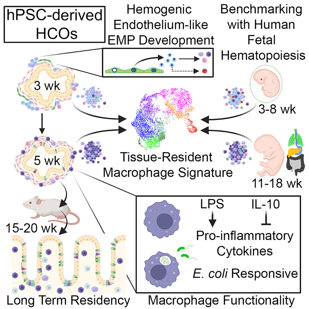Human Immunology News (@humanimmunenews) on Twitter photo 👀 Don't miss this study from <a href="/Muneralab/">Munera lab</a> & <a href="/JimWellsLab/">Jim Wells Lab</a> in <a href="/CellStemCell/">Cell Stem Cell</a>!
Learn about how a diverse population of immune cells co-develops in pluripotent stem cell-derived human colonic #organoids. 🧫
➡️ bit.ly/49jZxk4 👀 Don't miss this study from <a href="/Muneralab/">Munera lab</a> & <a href="/JimWellsLab/">Jim Wells Lab</a> in <a href="/CellStemCell/">Cell Stem Cell</a>!
Learn about how a diverse population of immune cells co-develops in pluripotent stem cell-derived human colonic #organoids. 🧫
➡️ bit.ly/49jZxk4