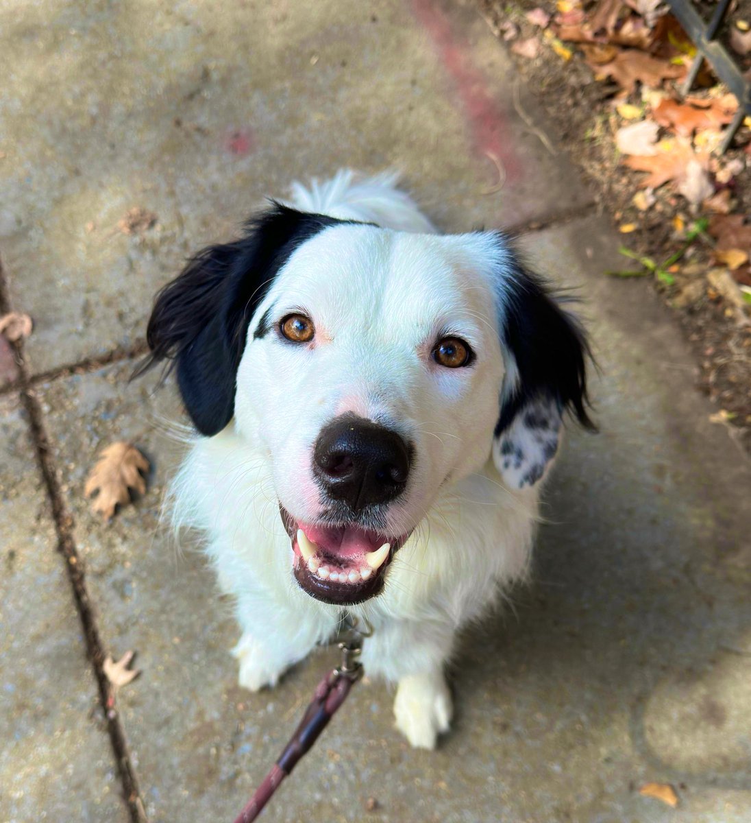 FRSimonetti 🦋 tweet media