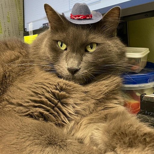sachikoko's tweet photo. 👉🏽SENIOR ALERT🙏🏽PLZ SHARE
💙HANDSOME, SWEET 8YO #SENIOR GRAY/BLUE KITTY "TOMMY"💙
📢NEEDS A LOVING 🏘#FUREVERHOME🏘
▶https://t.co/lrkd3BBLcN
🙏🏽#ADOPT #AdoptDontShop
#NAPA, #CA #SaintHelena #NORCAL #SpecialNeeds #Diabetic
@wecare_rescue #ForgottenSoulsHour #US #CATS https://t.co/1VU3FgavBu