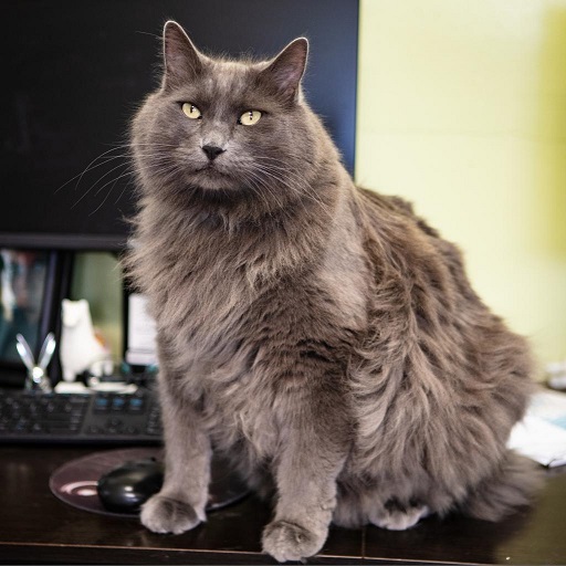 sachikoko's tweet photo. 👉🏽SENIOR ALERT🙏🏽PLZ SHARE
💙HANDSOME, SWEET 8YO #SENIOR GRAY/BLUE KITTY "TOMMY"💙
📢NEEDS A LOVING 🏘#FUREVERHOME🏘
▶https://t.co/lrkd3BBLcN
🙏🏽#ADOPT #AdoptDontShop
#NAPA, #CA #SaintHelena #NORCAL #SpecialNeeds #Diabetic
@wecare_rescue #ForgottenSoulsHour #US #CATS https://t.co/1VU3FgavBu