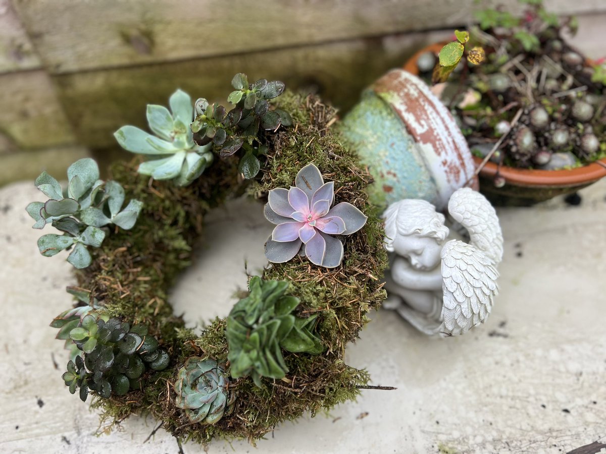 lighthouse_lily's tweet photo. Today I made a living wreath. https://t.co/66LKvdJPPJ