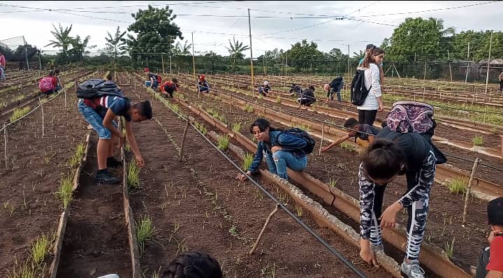 Los alumnos de nuestro Centro continúan vinculando el estudio y el trabajo en los organopónicos y semiprotegido de nuestro Municipio. 
#CubaMined.
#PinardelRio