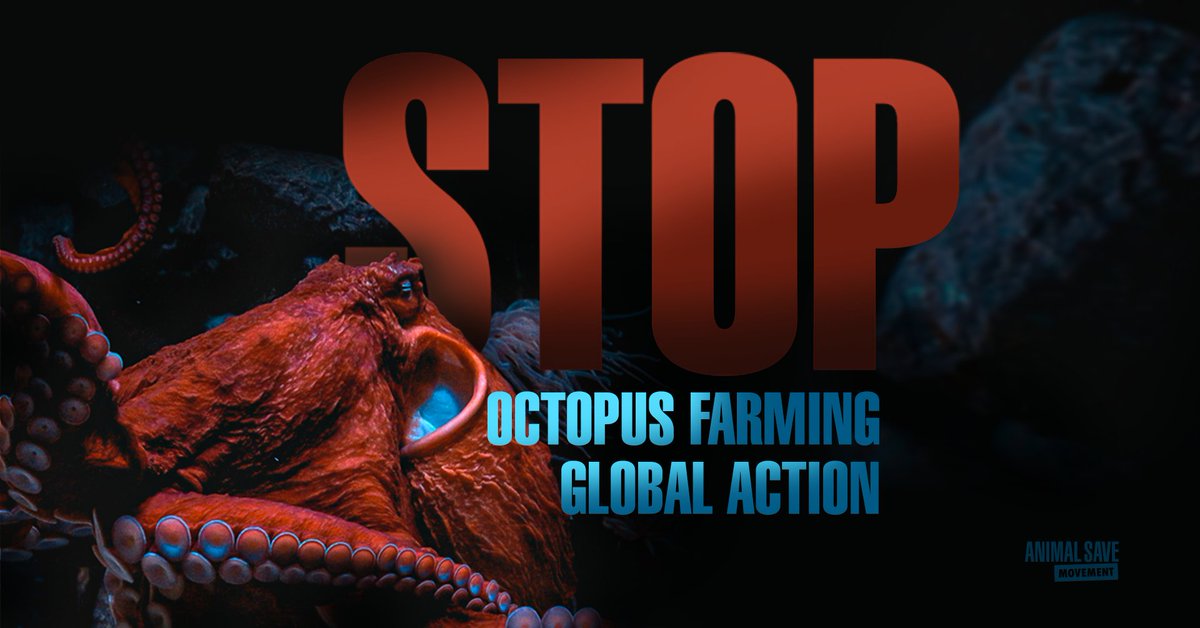 Este sábado 4 de noviembre estaremos realizando junto a <a href="/PACMA/">PACMA</a> una campaña global en contra de la apertura de la GRANJA DE PULPOS en Gran Canarias. Sumate compartiendo! No podemos permitir que esto pase! #stopoctopusfarming