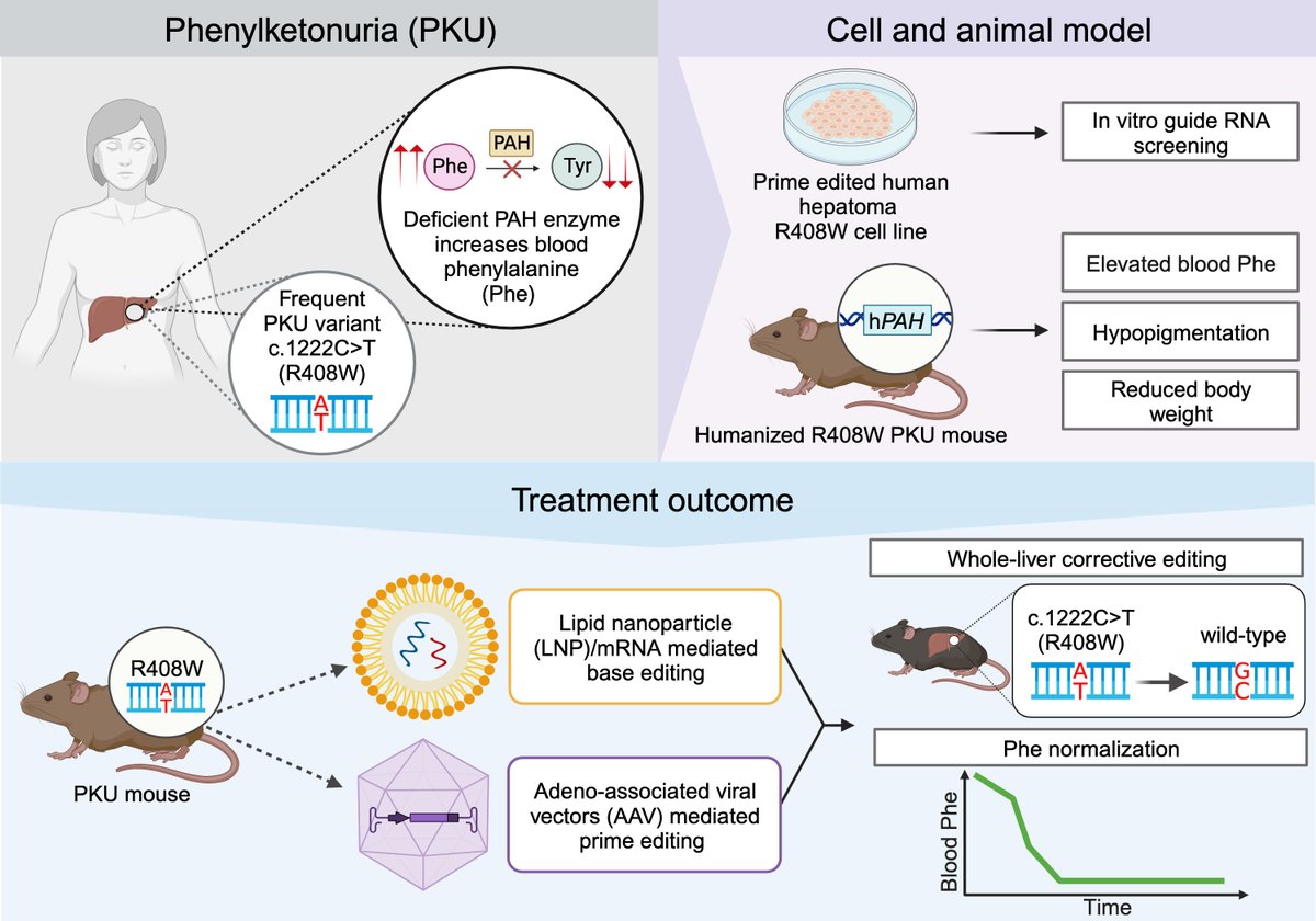 Kiran Musunuru (@kiranmusunuru) on Twitter photo When I started working on #CRISPR to fight heart disease >10 years ago, I never imagined it might lead to cures for rare inborn errors of metabolism.
Hereās how itās happening!
Presented/published today #ASHG23 #ASHG2023 <a href="/GeneticsSociety/">ASHG</a> plenary + <a href="/AJHGNews/">AJHG</a> + <a href="/HGGAdvances/">Human Genetics and Genomics Advances</a>
š§µ When I started working on #CRISPR to fight heart disease >10 years ago, I never imagined it might lead to cures for rare inborn errors of metabolism.
Hereās how itās happening!
Presented/published today #ASHG23 #ASHG2023 <a href="/GeneticsSociety/">ASHG</a> plenary + <a href="/AJHGNews/">AJHG</a> + <a href="/HGGAdvances/">Human Genetics and Genomics Advances</a>
š§µ