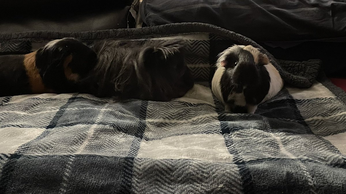 CentralPig's tweet photo. The girls and a solo of shadow 

Pandora shadow and cappuccino https://t.co/GzMSLTYe7t
