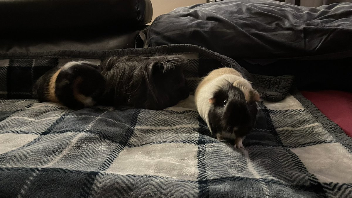 CentralPig's tweet photo. The girls and a solo of shadow 

Pandora shadow and cappuccino https://t.co/GzMSLTYe7t