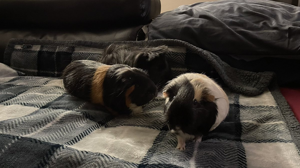 CentralPig's tweet photo. The girls and a solo of shadow 

Pandora shadow and cappuccino https://t.co/GzMSLTYe7t