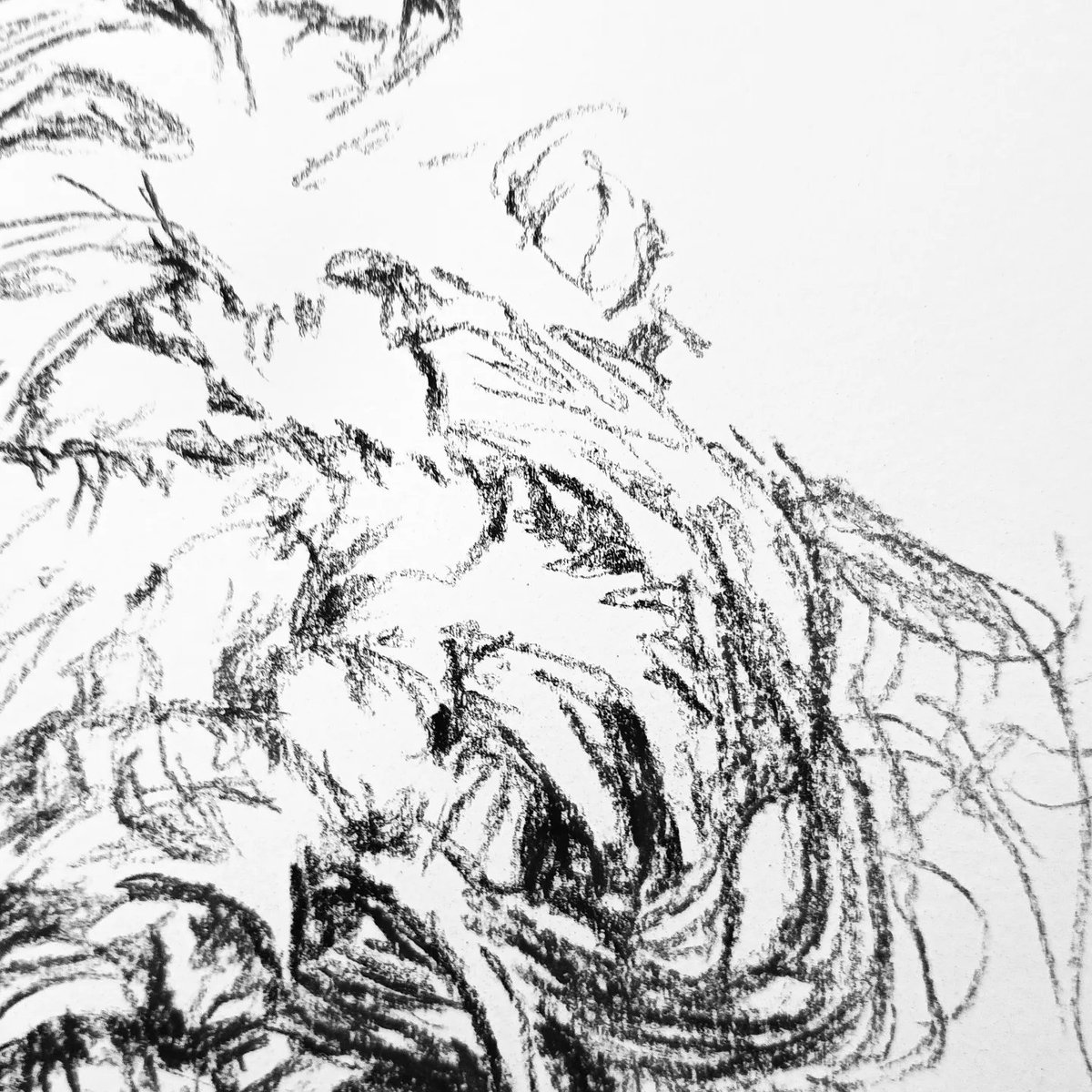 No. 67 (and details) of the #Triangulation series - redid this one cos I felt the shape was too closed and the handwriting overworked. Quite happy with this one 😊

#art #amdrawing #fineart #finearts #artoftheday #drawing #charcoal #artlife #hair