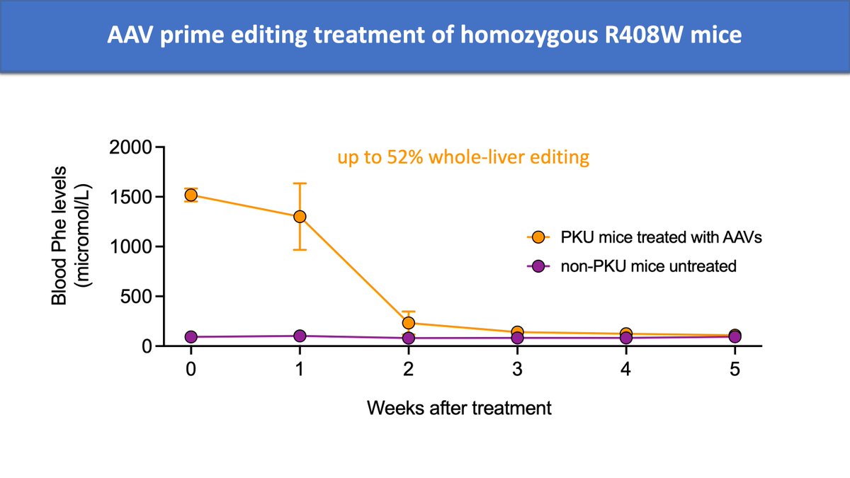 kiranmusunuru's tweet photo. @GeneticsSociety @AJHGNews @HGGAdvances @VerveTx @ChildrensPhila @KomorLab @NicoleGaudelli @davidrliu @liugroup @Domi_niqueB @mn_whittaker @Xiao_Wang_Penn @AhrensNicklas @PennMedicine @BKleinstiver 21/

Using a dual AAV vector prime editing system developed by @JessieRoseDavis @samagyabanskota @liugroup, we delivered the best PEmax/pegRNA/ngRNA combination into R408W PKU mice:

- Phe normalization in 3 weeks (longer than LNPs)
- up to 52% whole-liver corrective editing https://t.co/o5mQSGm4Vi